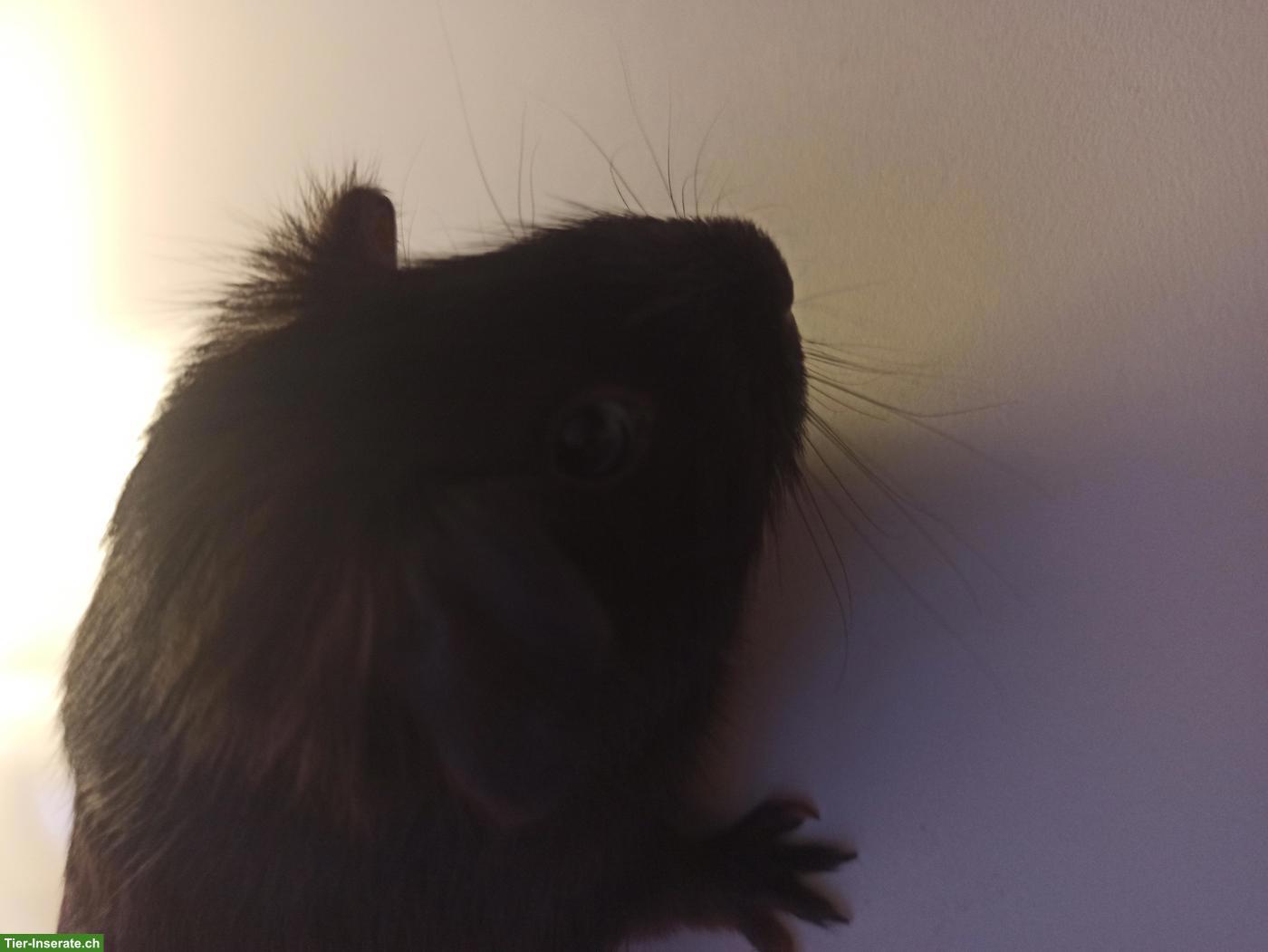 Bild 3: Junges Meerschweinchen Männchen, nicht kastriert