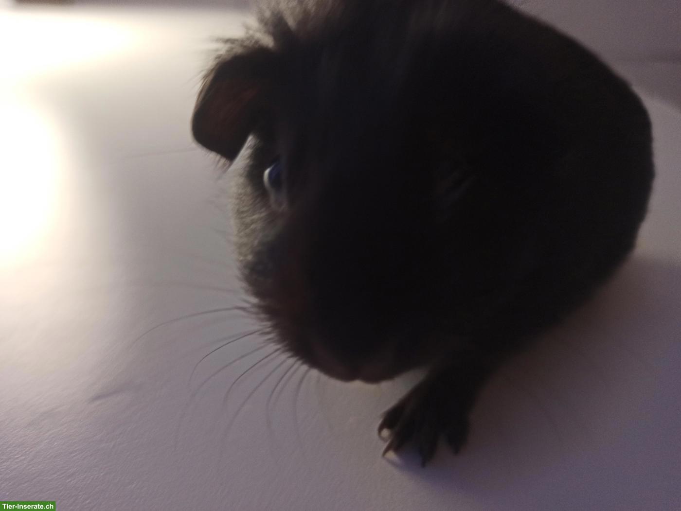 Junges Meerschweinchen Weibchen, nicht kastriert