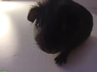 Junges Meerschweinchen Weibchen, nicht kastriert