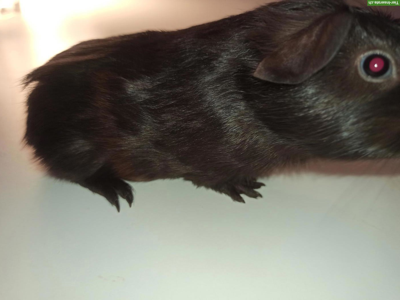 Bild 2: Junges Meerschweinchen Weibchen, nicht kastriert