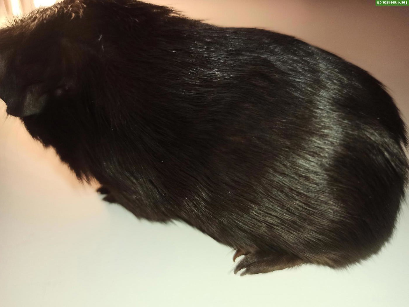 Bild 3: Junges Meerschweinchen Weibchen, nicht kastriert