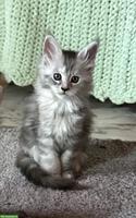 2 Maine Coon Kitten (weiblich) suchen ein Zuhause für immer