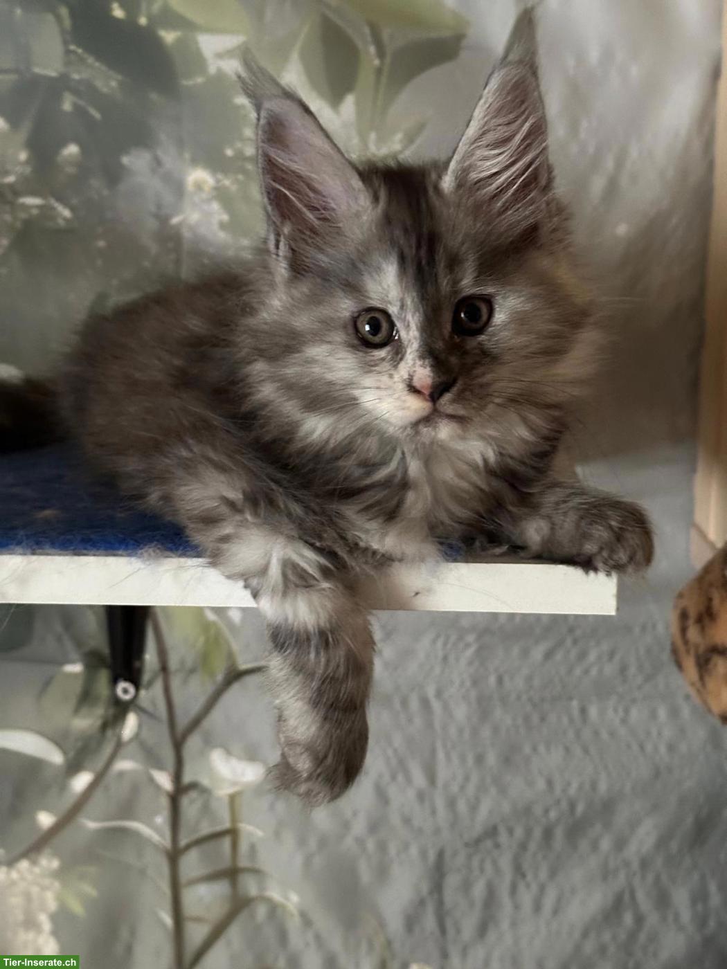 Bild 2: 2 Maine Coon Kitten (weiblich) suchen ein Zuhause für immer