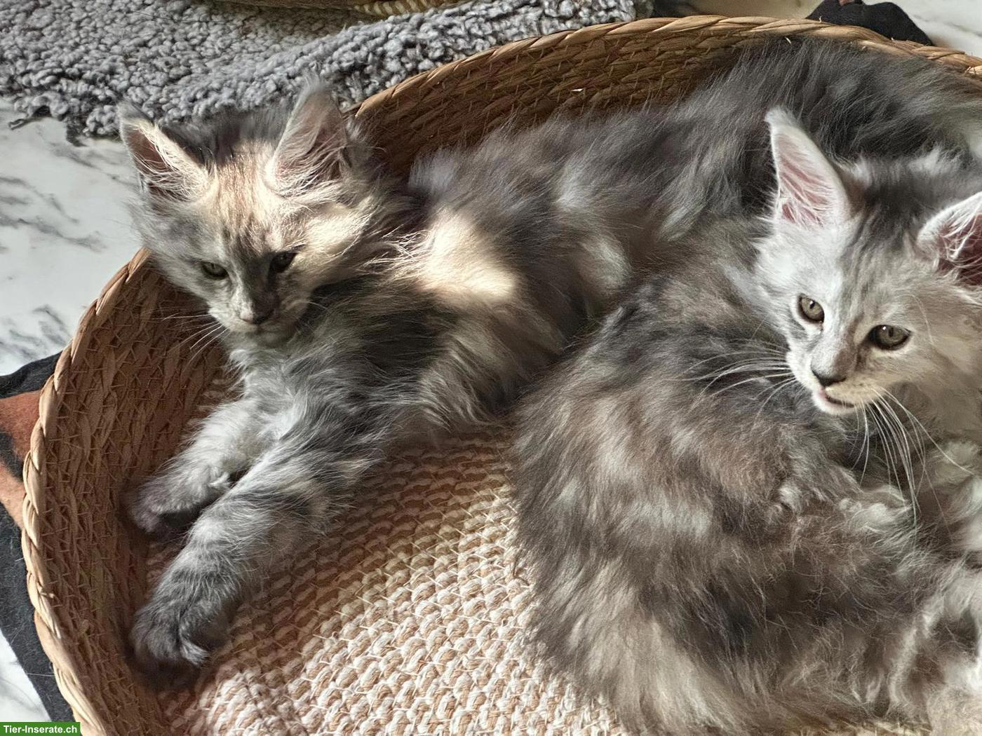 Bild 3: 2 Maine Coon Kitten (weiblich) suchen ein Zuhause für immer