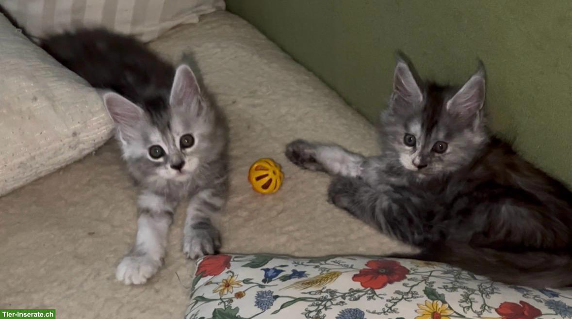 Bild 4: 2 Maine Coon Kitten (weiblich) suchen ein Zuhause für immer