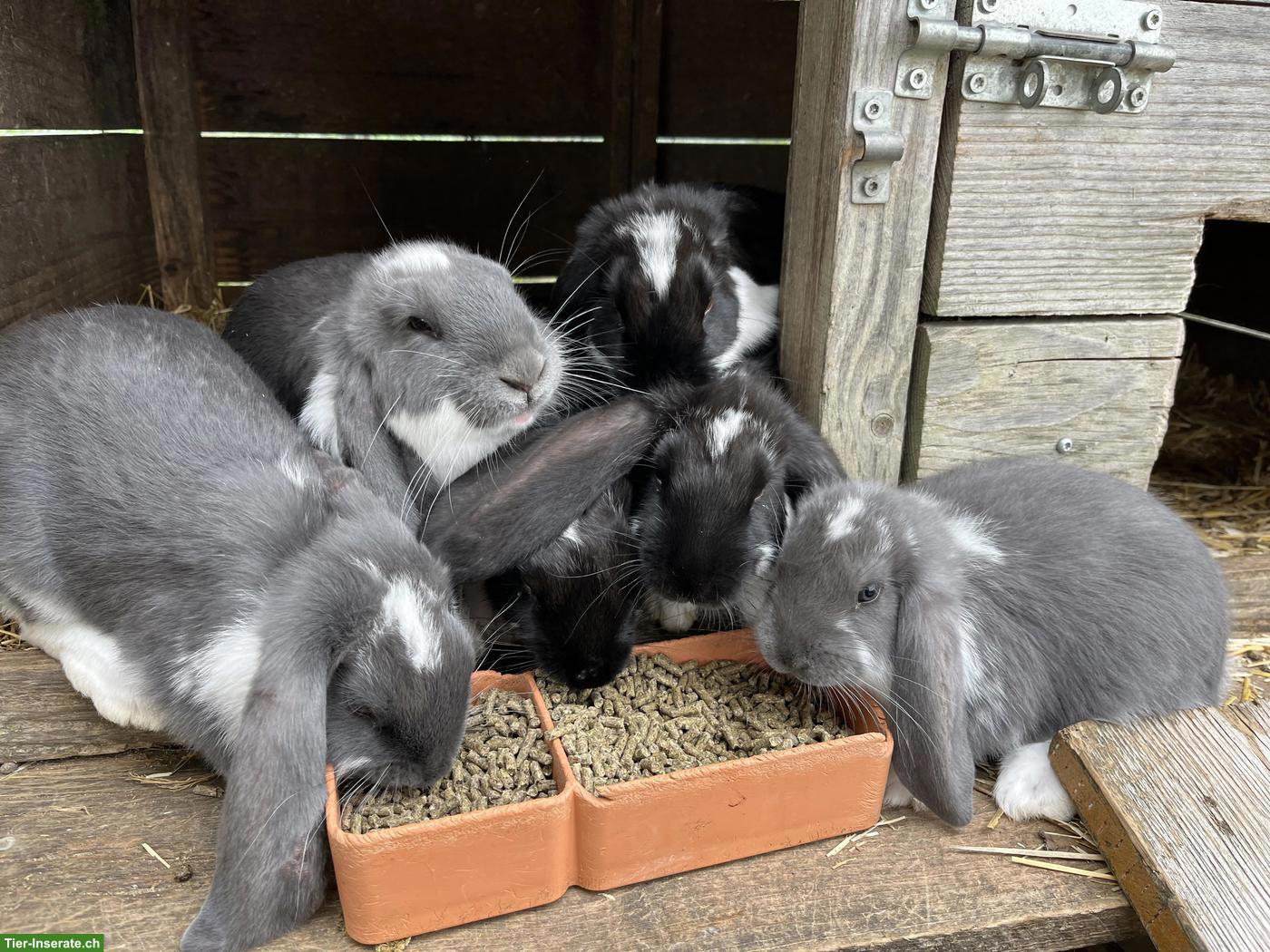 Grosse Französische Widder Kaninchen