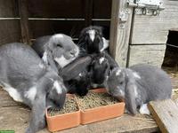 Grosse Französische Widder Kaninchen