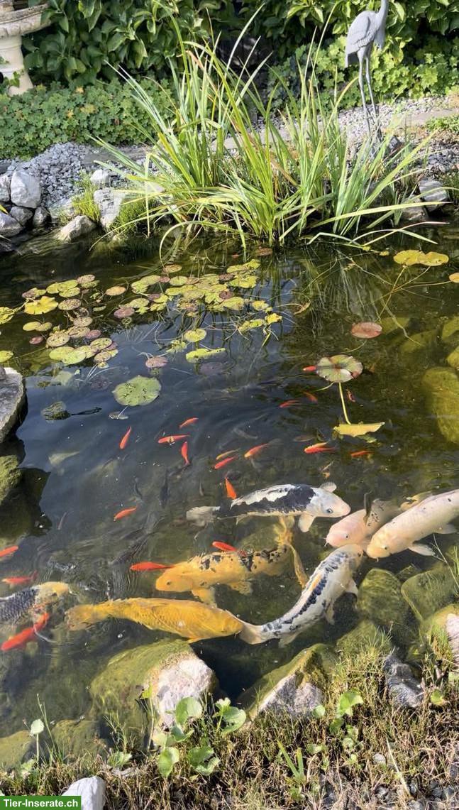 6 Koi und Teichpumpe zu verkaufen