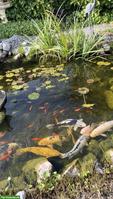 6 Koi und Teichpumpe zu verkaufen