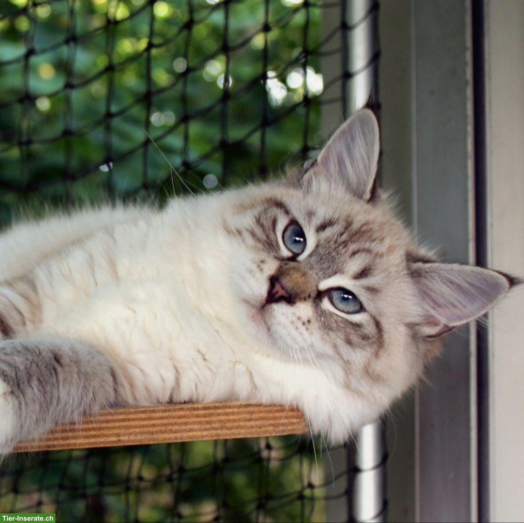 Junge Sibirische Katze mit Stammbaum