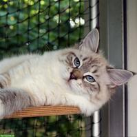 Junge Sibirische Katze mit Stammbaum