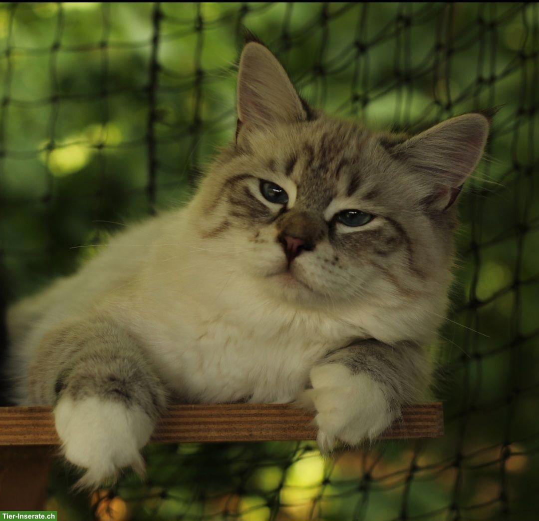 Bild 2: Junge Sibirische Katze mit Stammbaum