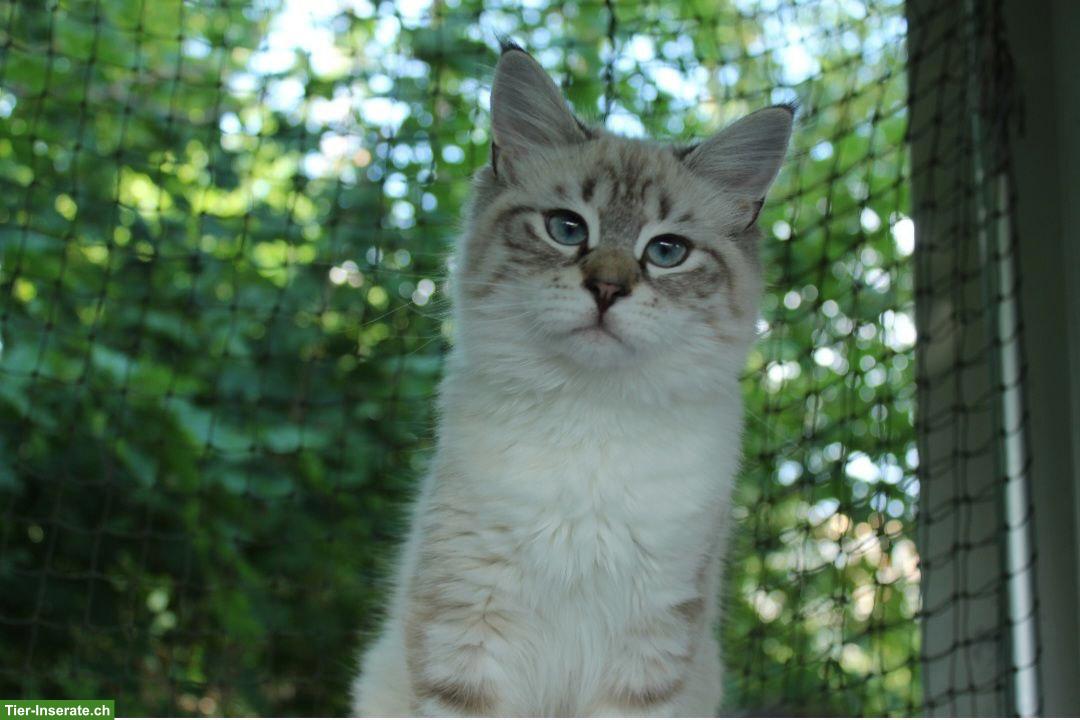 Bild 3: Junge Sibirische Katze mit Stammbaum