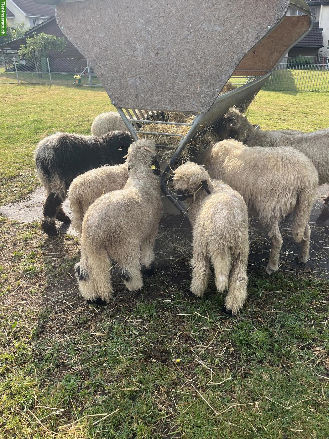 Junge Walliser Schwarznasenschaf Widder