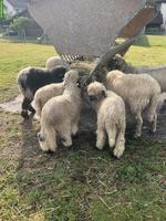 Junge Walliser Schwarznasenschaf Widder