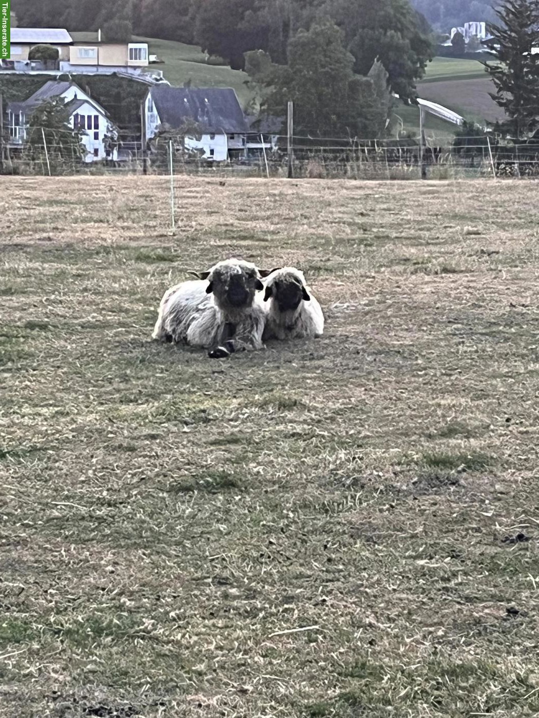 Bild 2: Junge Walliser Schwarznasenschaf Widder