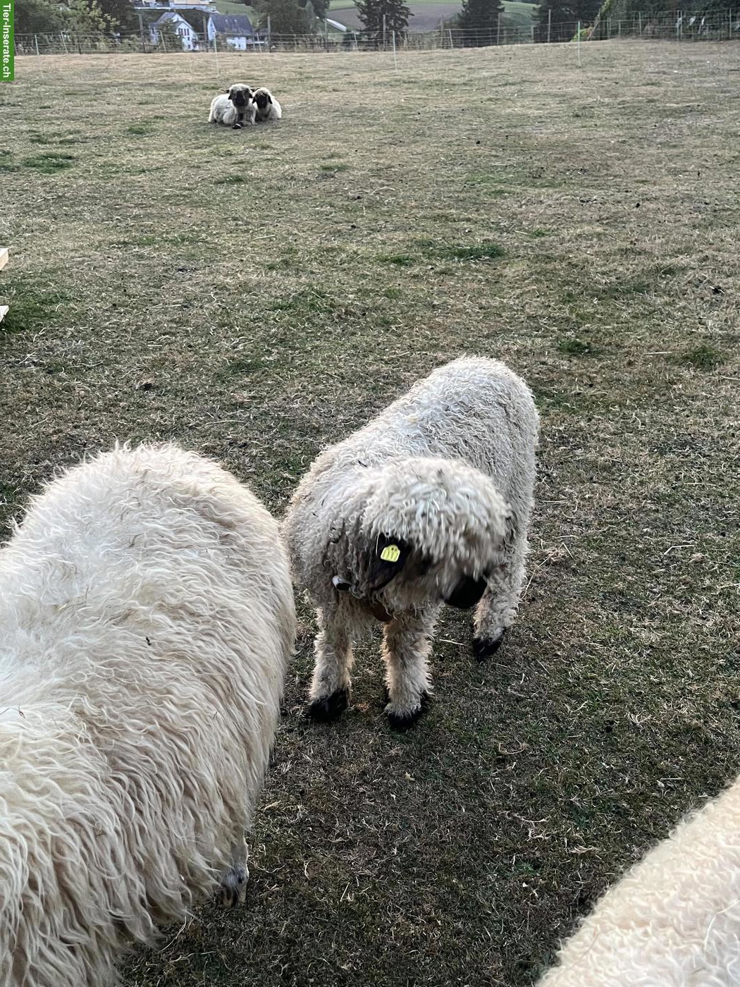 Bild 3: Junge Walliser Schwarznasenschaf Widder