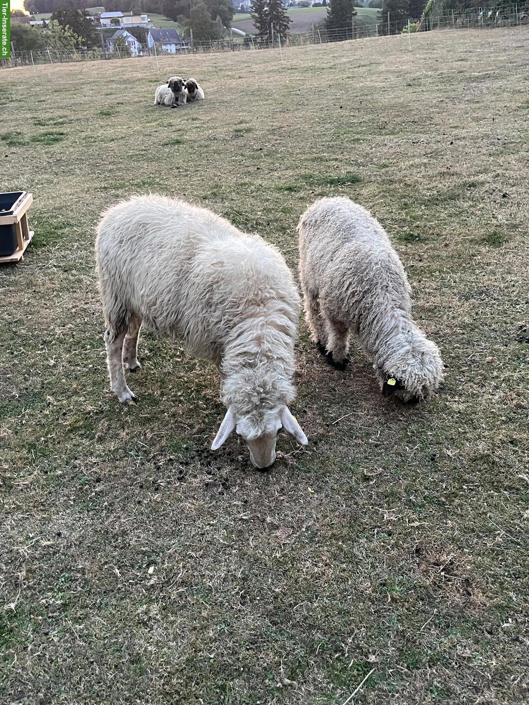 Bild 4: Junge Walliser Schwarznasenschaf Widder