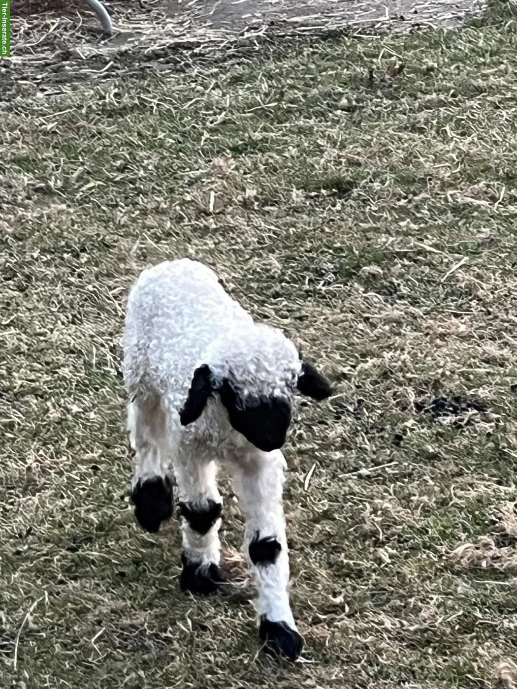 Bild 5: Junge Walliser Schwarznasenschaf Widder