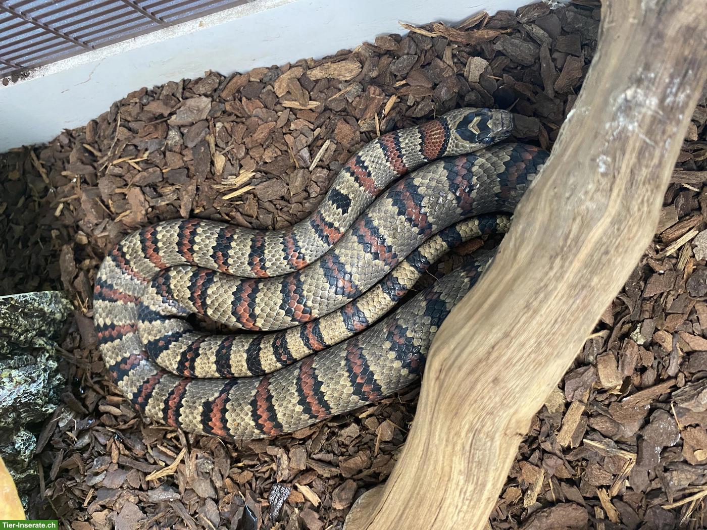 Bild 2: 2 mexikanische Königsnattern mit Terrarium