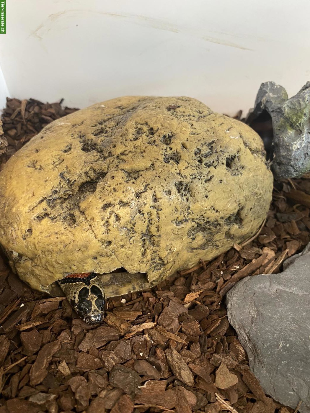 Bild 3: 2 mexikanische Königsnattern mit Terrarium