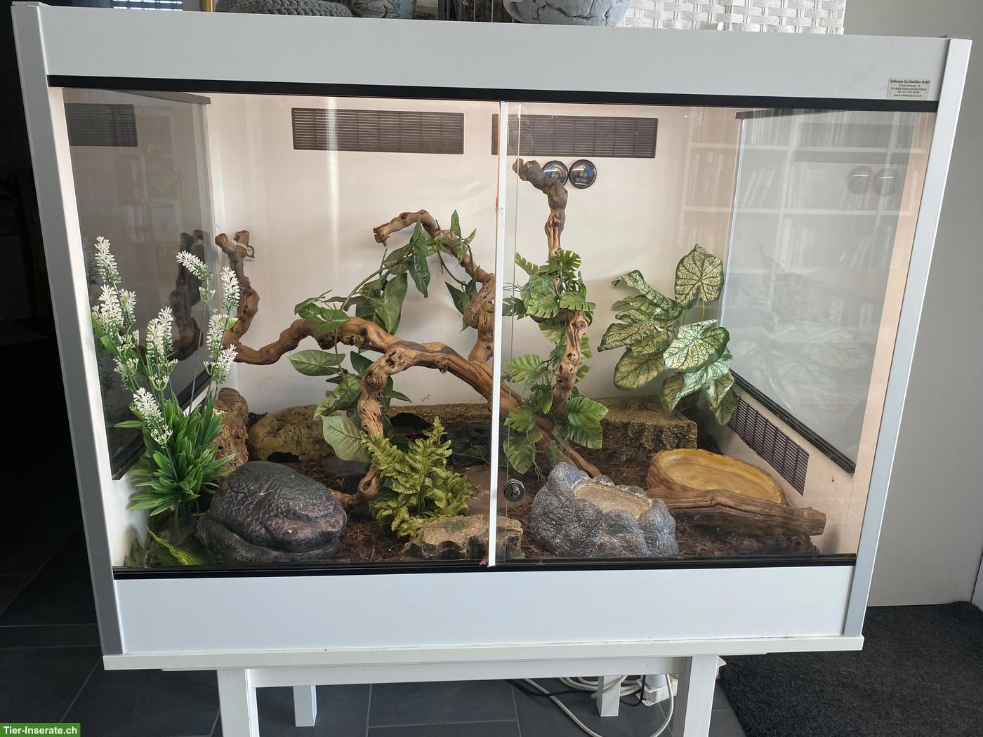 Bild 4: 2 mexikanische Königsnattern mit Terrarium