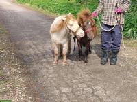Suchen Pflegebeteiligung für Mini Pferde ❤️
