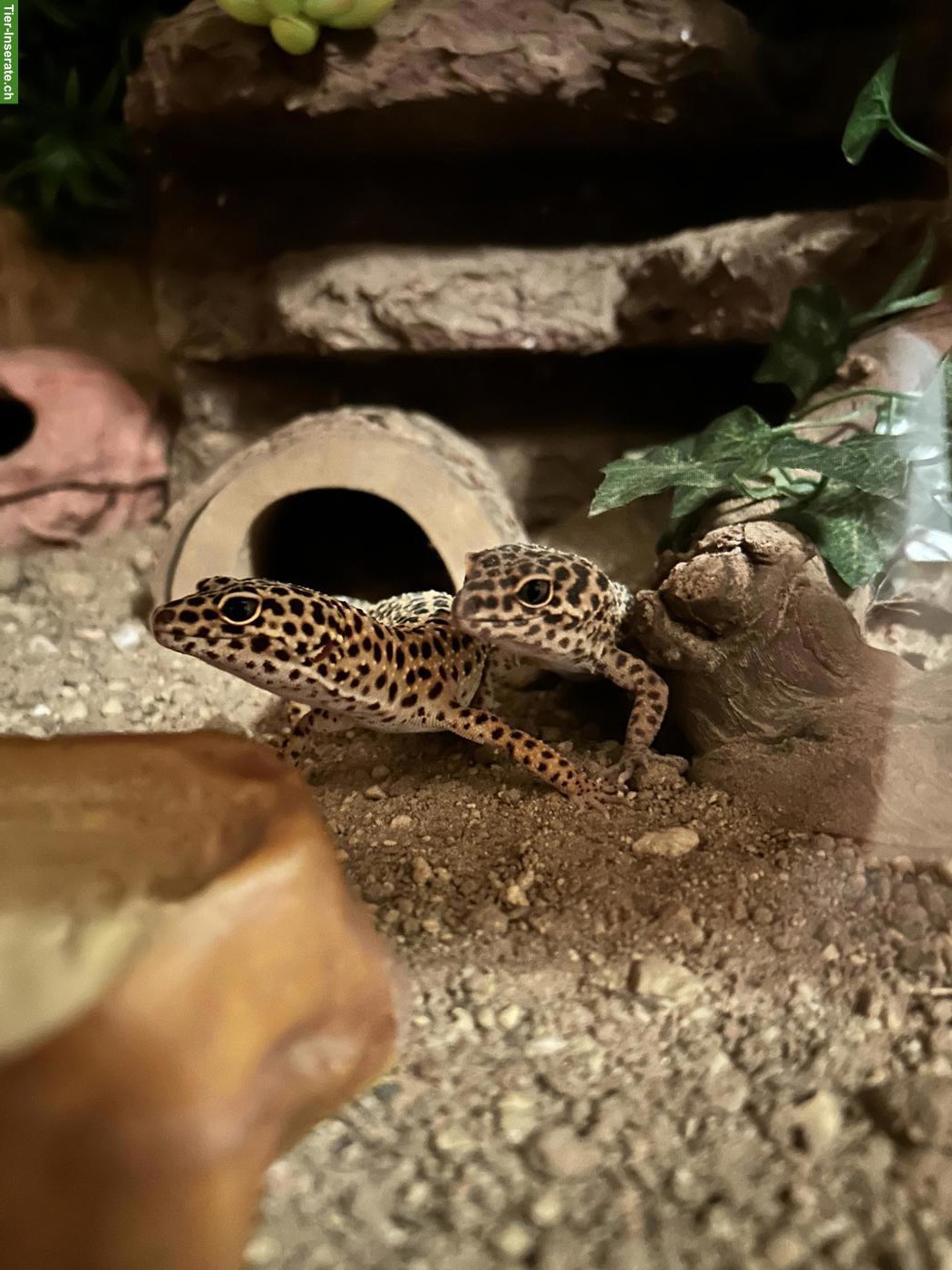 2 Leopardgeckos mit komplett eingerichtetem Terrarium