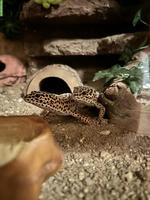 2 Leopardgeckos mit komplett eingerichtetem Terrarium