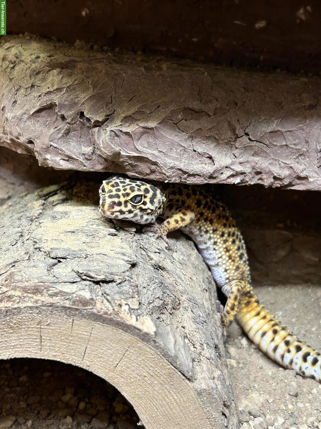 Bild 2: 2 Leopardgeckos mit komplett eingerichtetem Terrarium