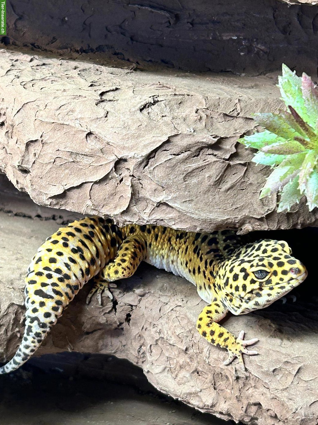 Bild 3: 2 Leopardgeckos mit komplett eingerichtetem Terrarium
