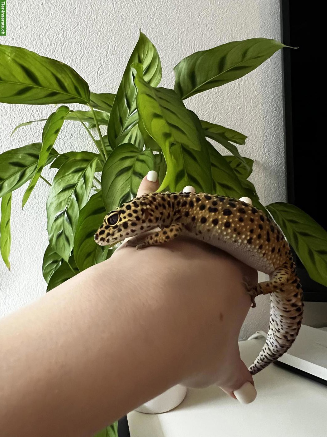Bild 4: 2 Leopardgeckos mit komplett eingerichtetem Terrarium