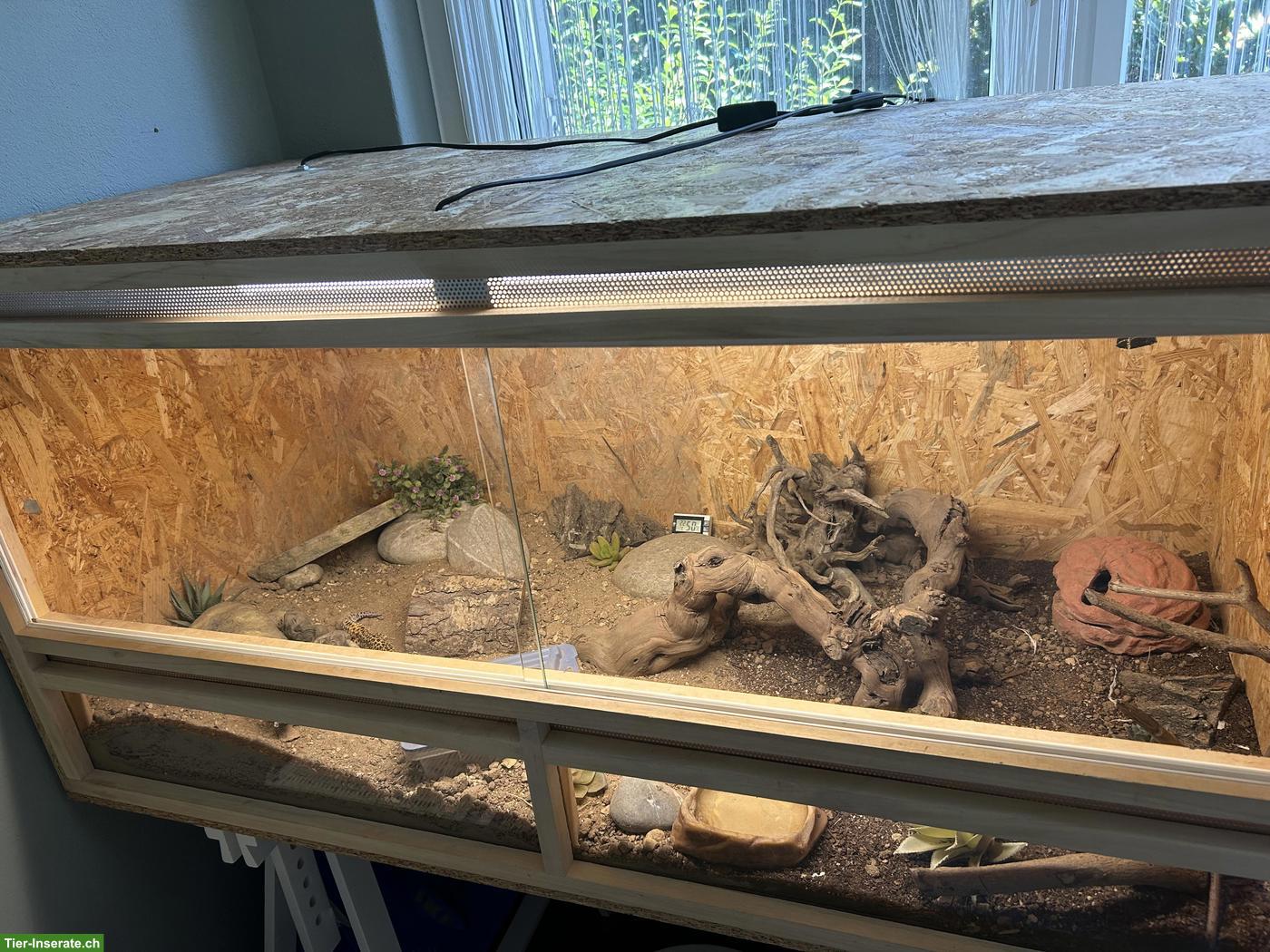 Bild 5: 2 Leopardgeckos mit komplett eingerichtetem Terrarium