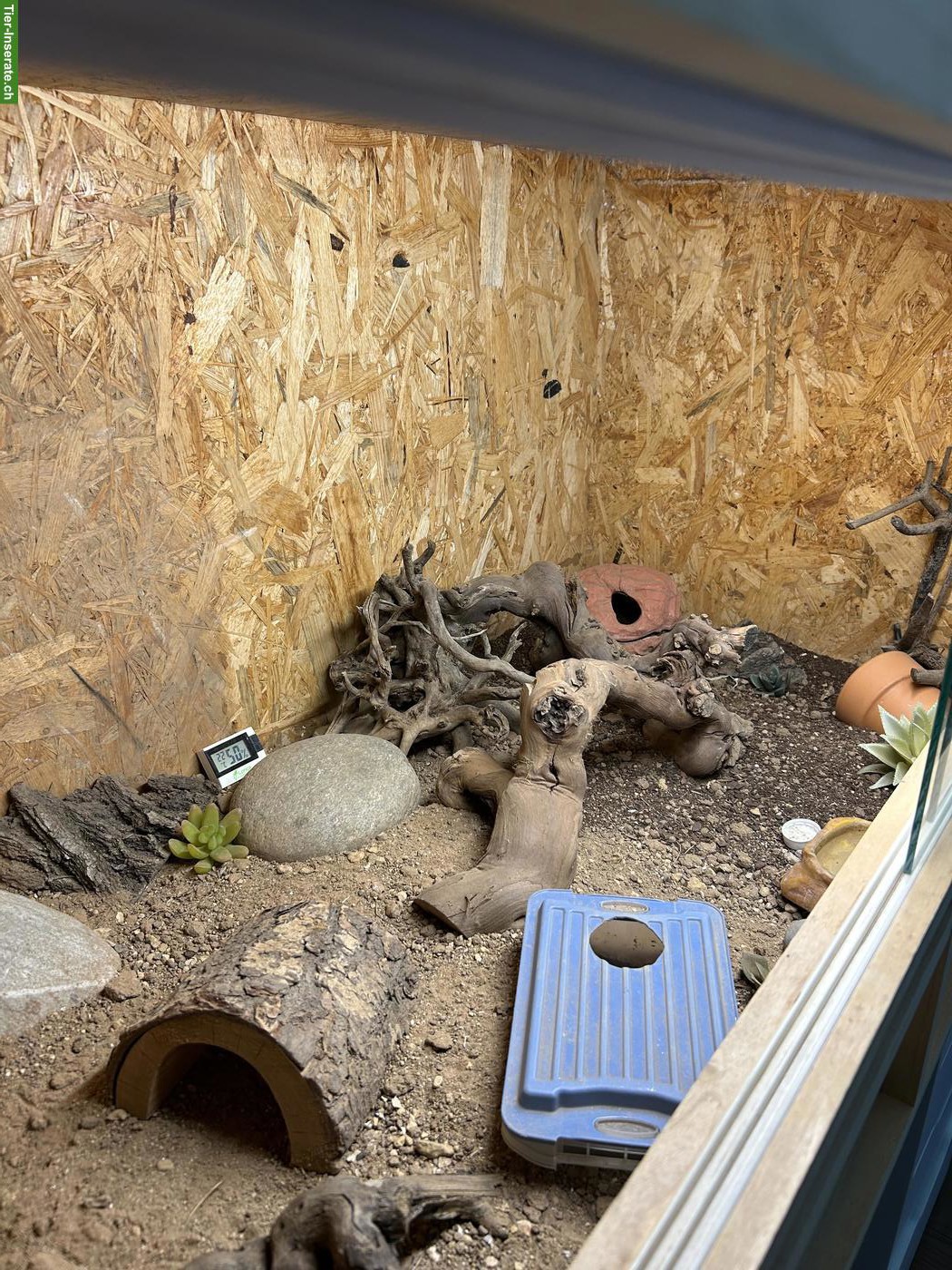 Bild 6: 2 Leopardgeckos mit komplett eingerichtetem Terrarium
