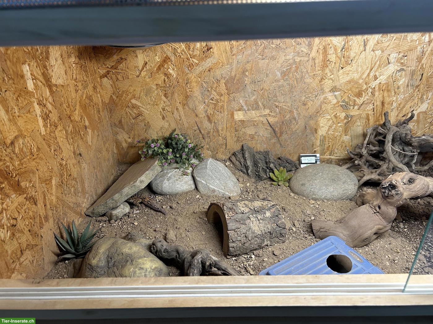 Bild 7: 2 Leopardgeckos mit komplett eingerichtetem Terrarium
