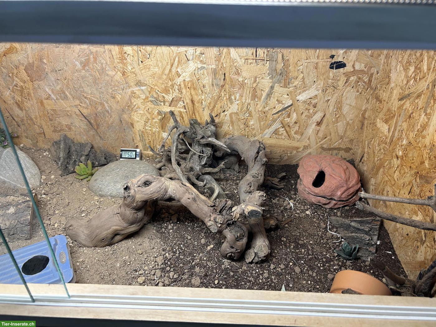 Bild 8: 2 Leopardgeckos mit komplett eingerichtetem Terrarium