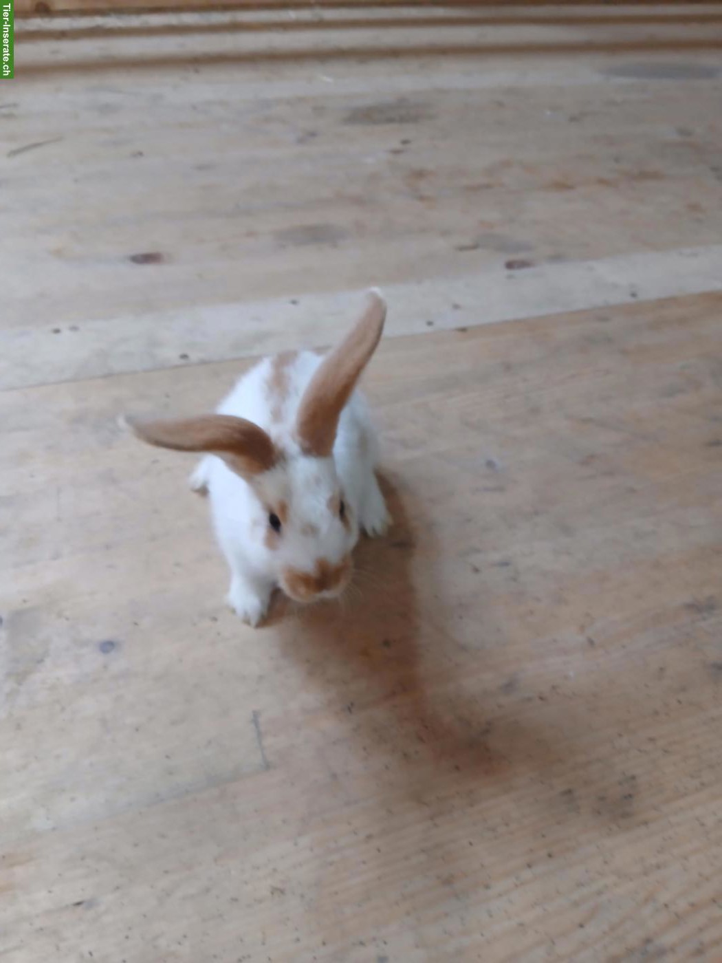 Bild 2: Junge Kaninchen Schweizerschecke x Deutscher Riese