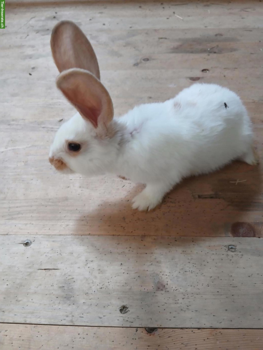 Bild 3: Junge Kaninchen Schweizerschecke x Deutscher Riese