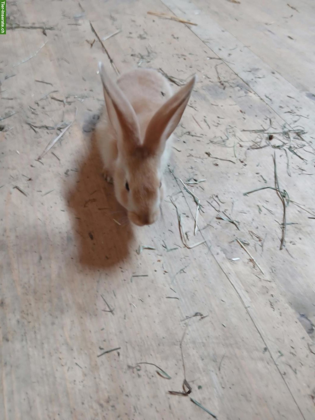 Bild 4: Junge Kaninchen Schweizerschecke x Deutscher Riese