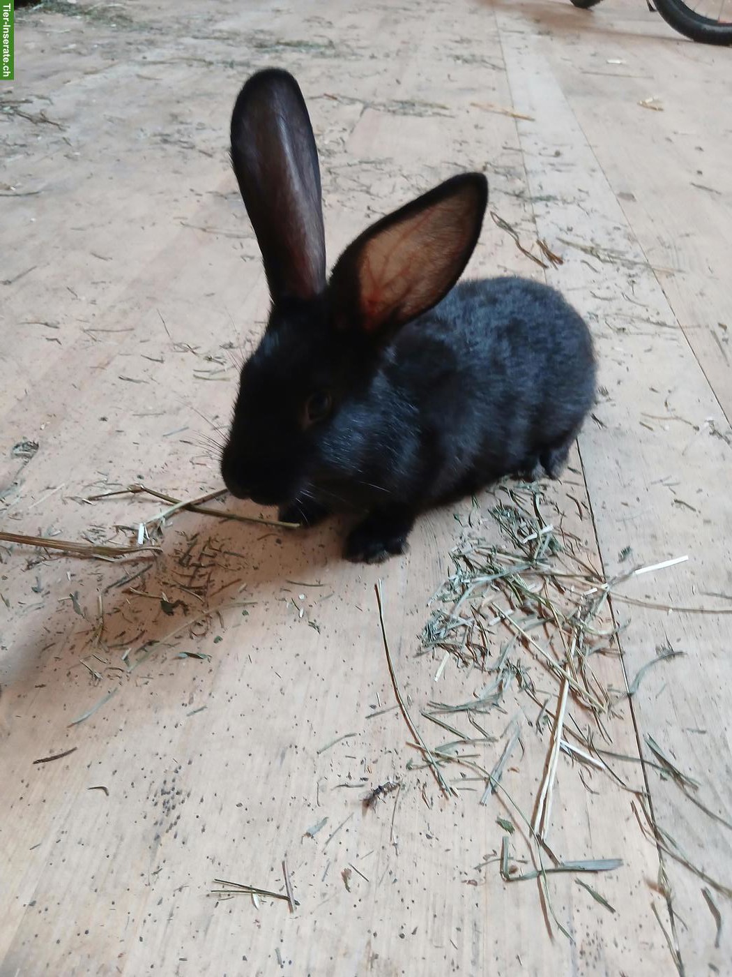 Bild 5: Junge Kaninchen Schweizerschecke x Deutscher Riese