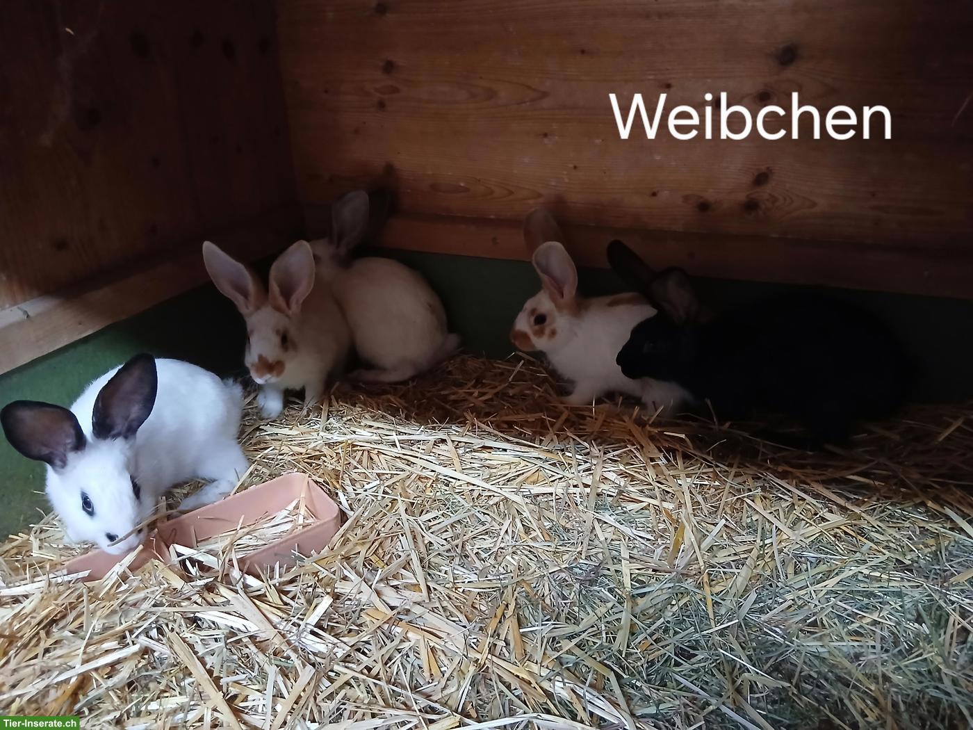Bild 6: Junge Kaninchen Schweizerschecke x Deutscher Riese