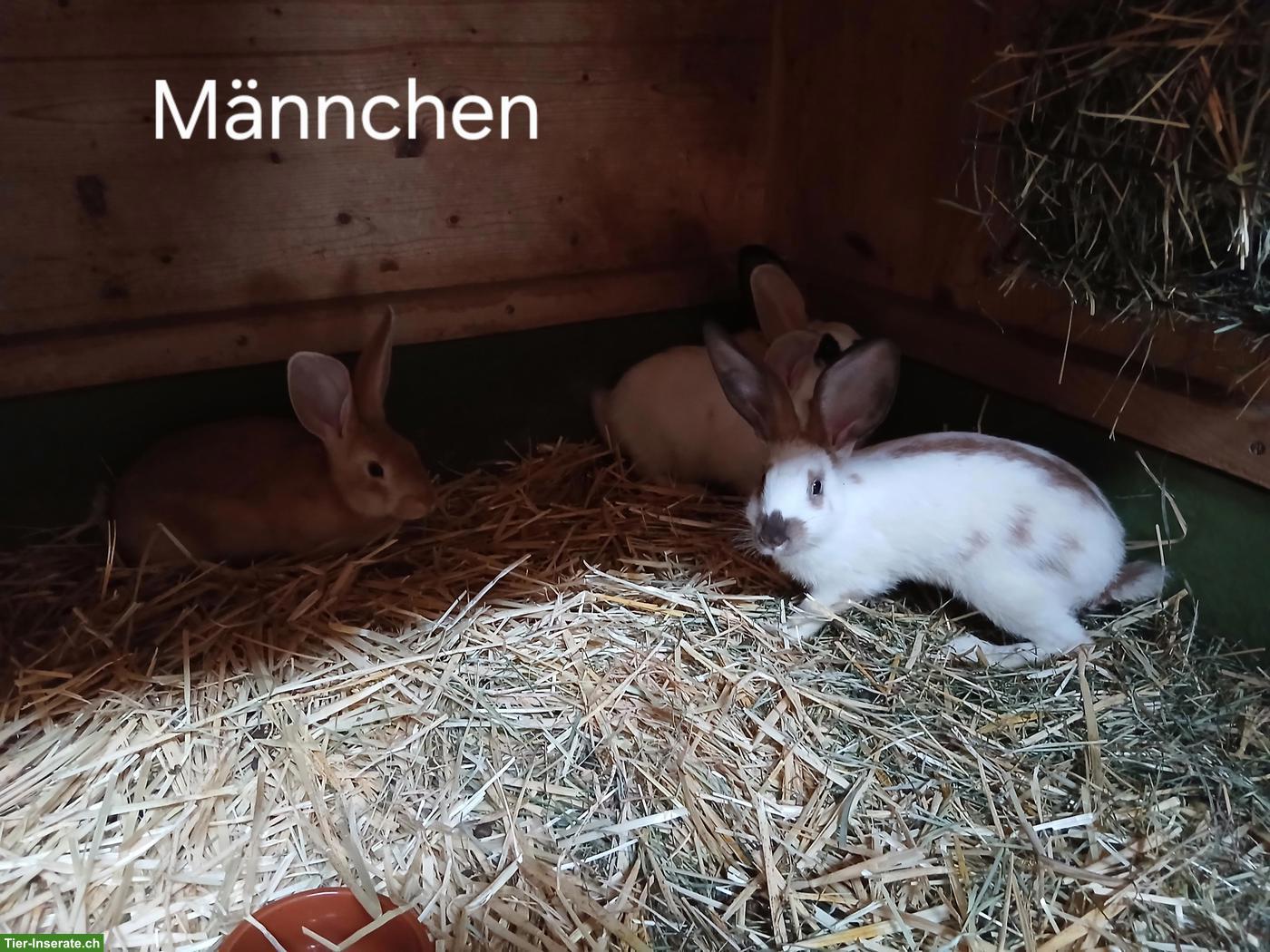 Bild 7: Junge Kaninchen Schweizerschecke x Deutscher Riese