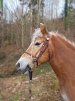 Haflinger Stute, Jg. 2015, in erfahrene Hände