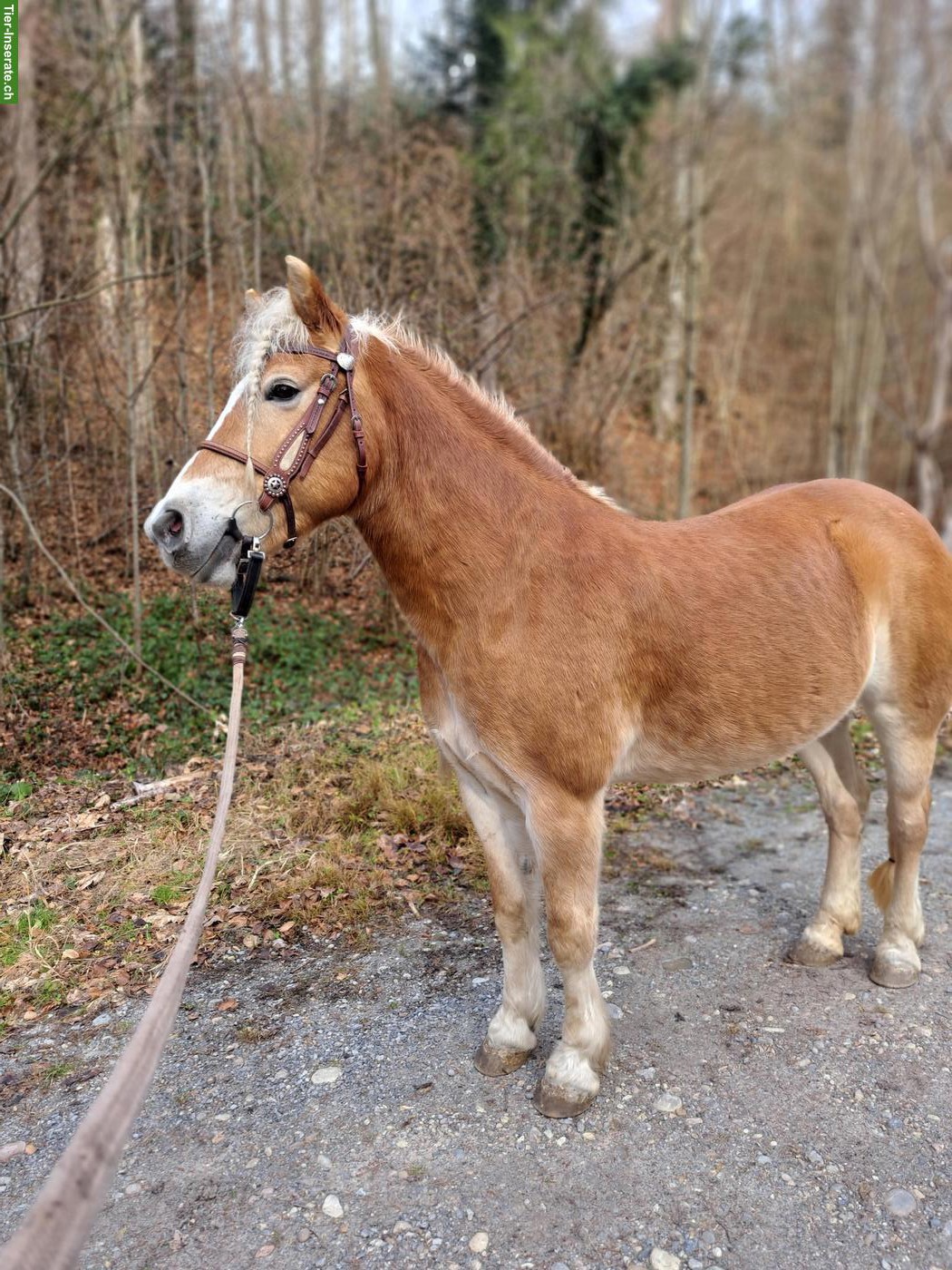Bild 2: Haflinger Stute, Jg. 2015, in erfahrene Hände