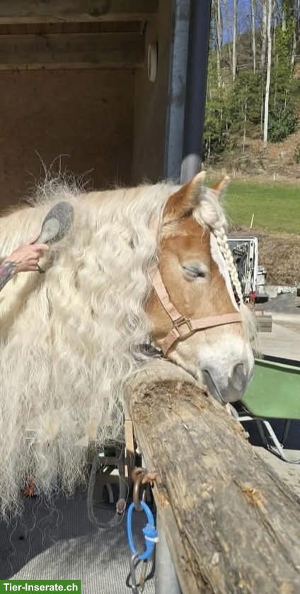 Bild 3: Haflinger Stute, Jg. 2015, in erfahrene Hände