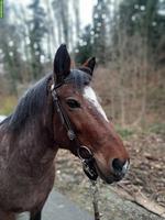 Criollo Stute (2015) in erfahrene Hände und Offenstallhaltung