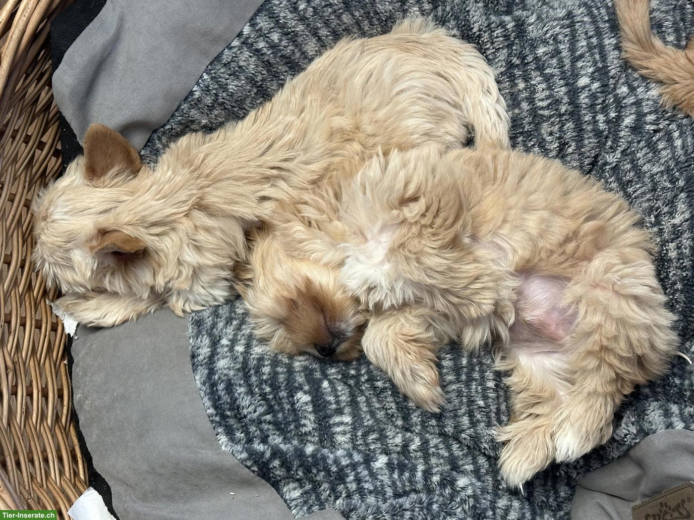 Yorkshire Terrier Welpe zu verkaufen