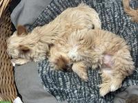 Yorkshire Terrier Welpe zu verkaufen