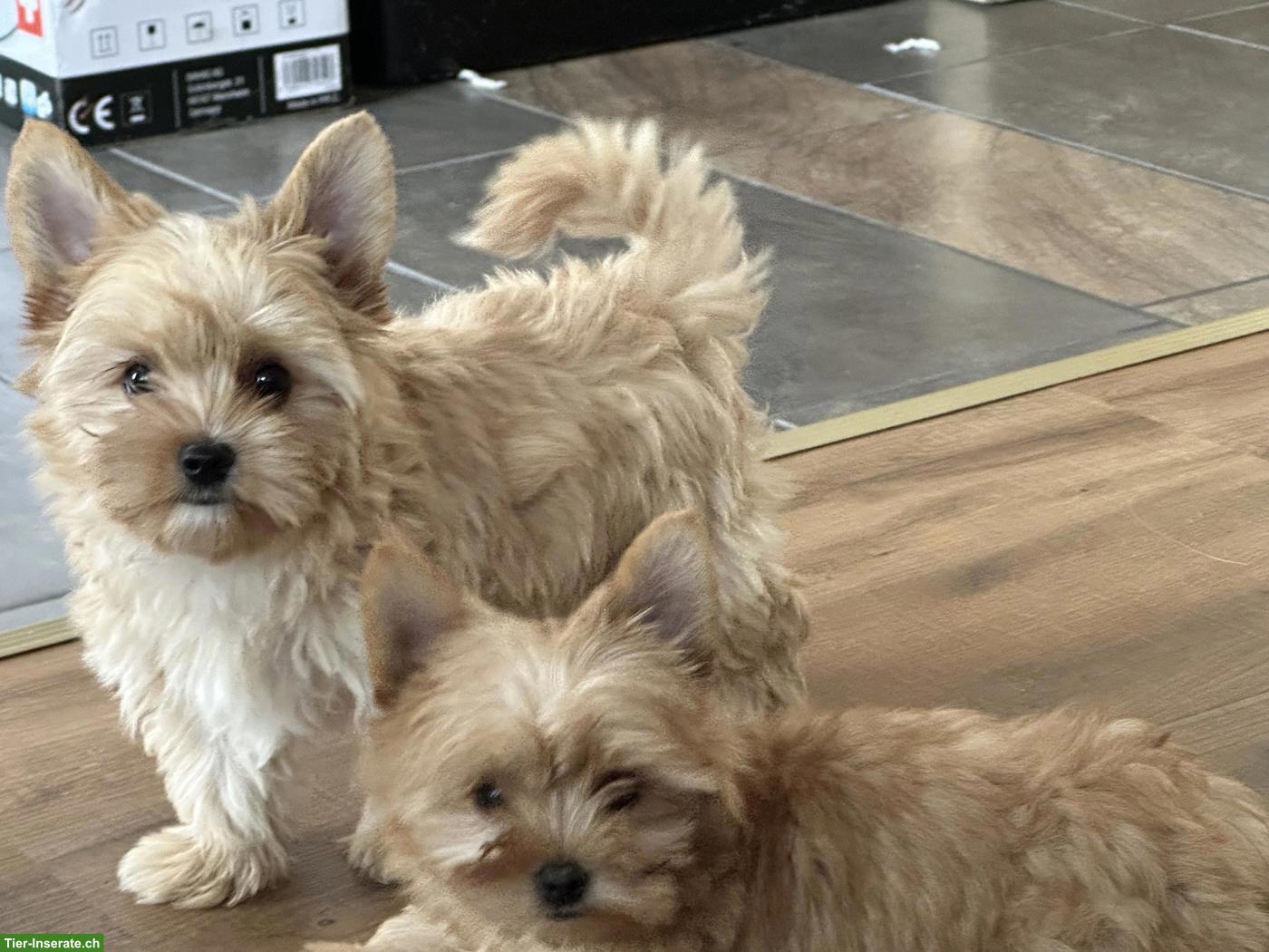 Bild 2: Yorkshire Terrier Welpe zu verkaufen