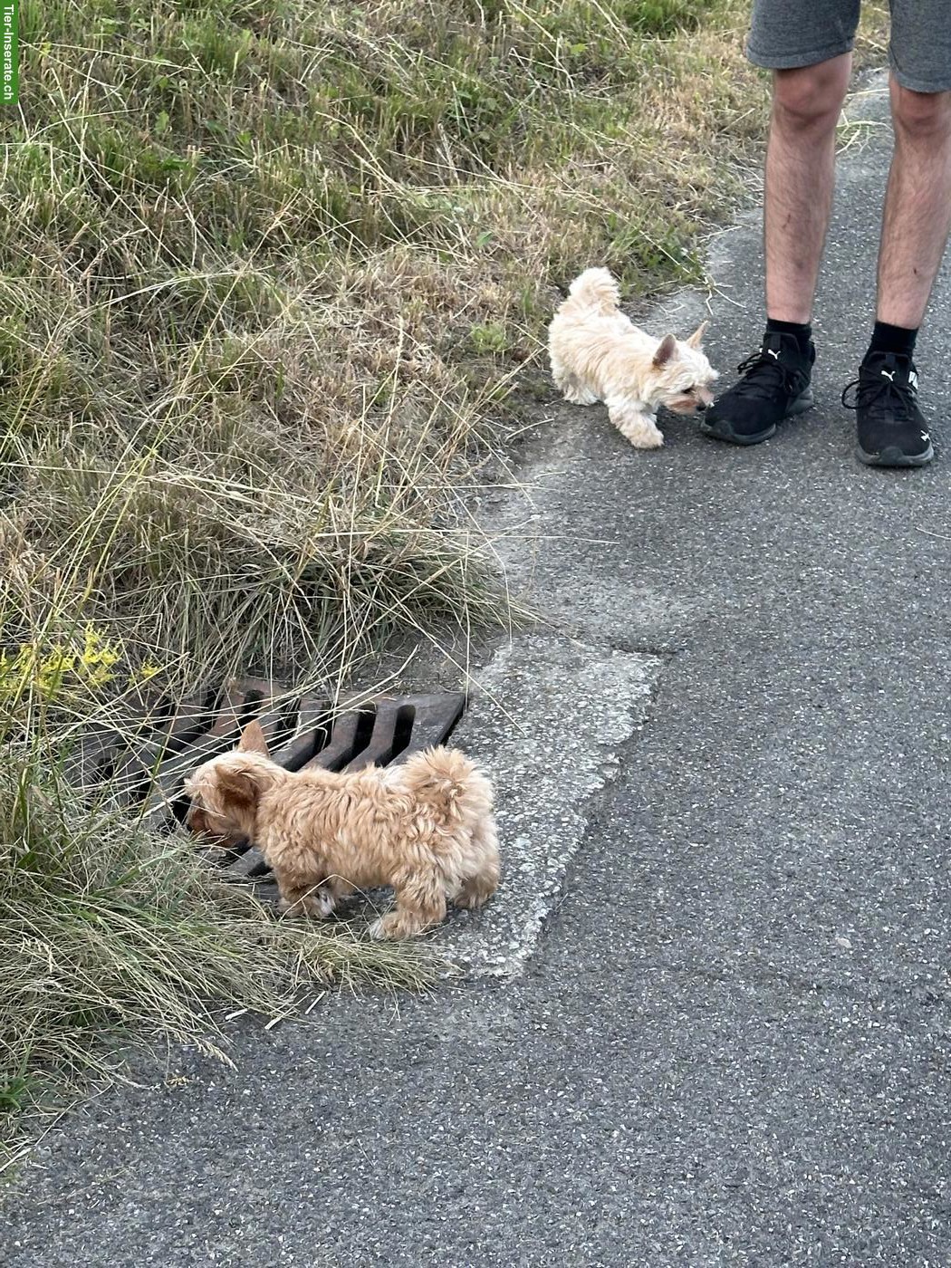 Bild 3: Yorkshire Terrier Welpe zu verkaufen